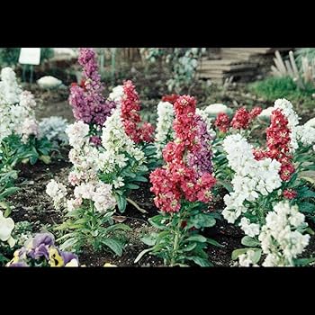 昭和レトロ　フイルム 41mvgdW5-RL.jpg_BO30,255,255,